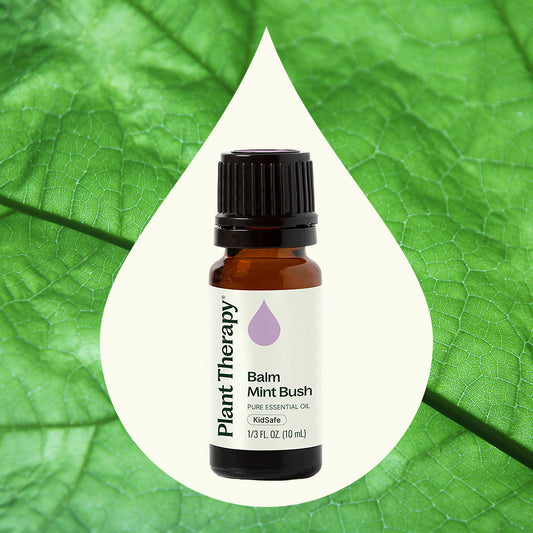 Balm Mint Bush